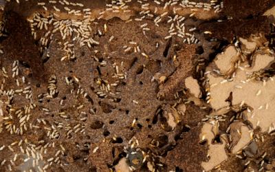 traitement termites entreprise la réunion 974